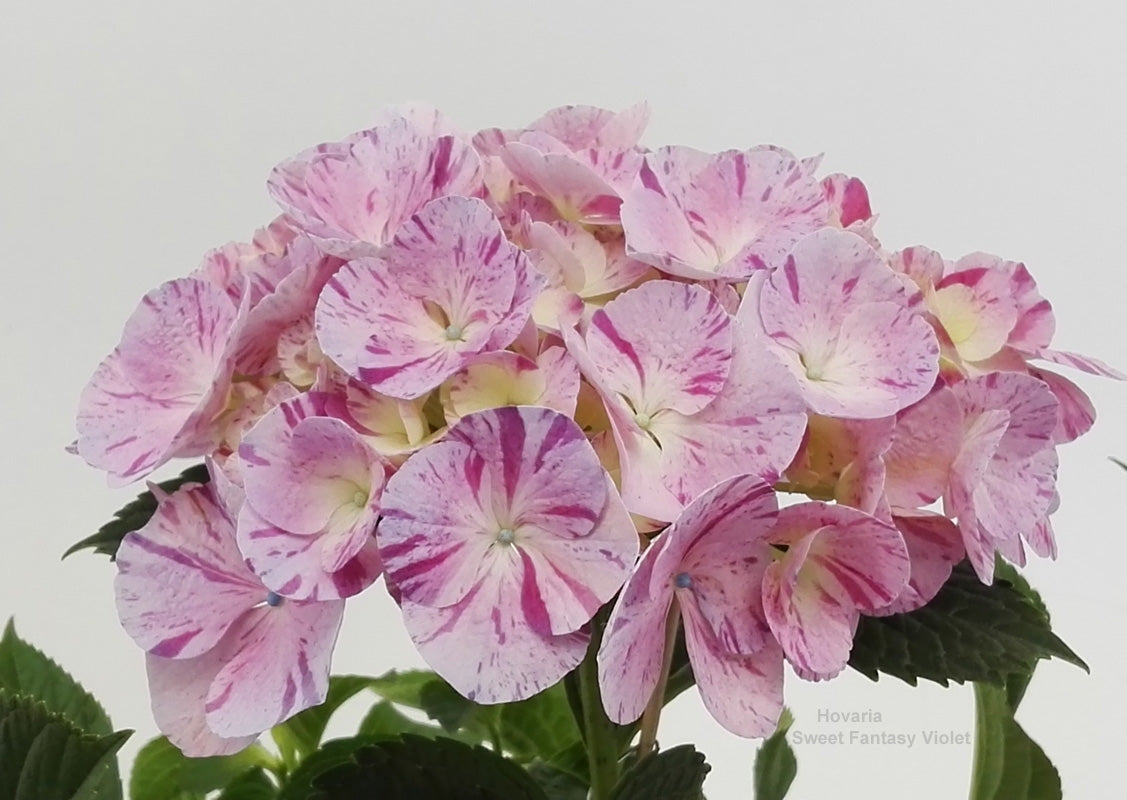 Hydrangea macr. Hovaria mix 45cm 14cm Pot