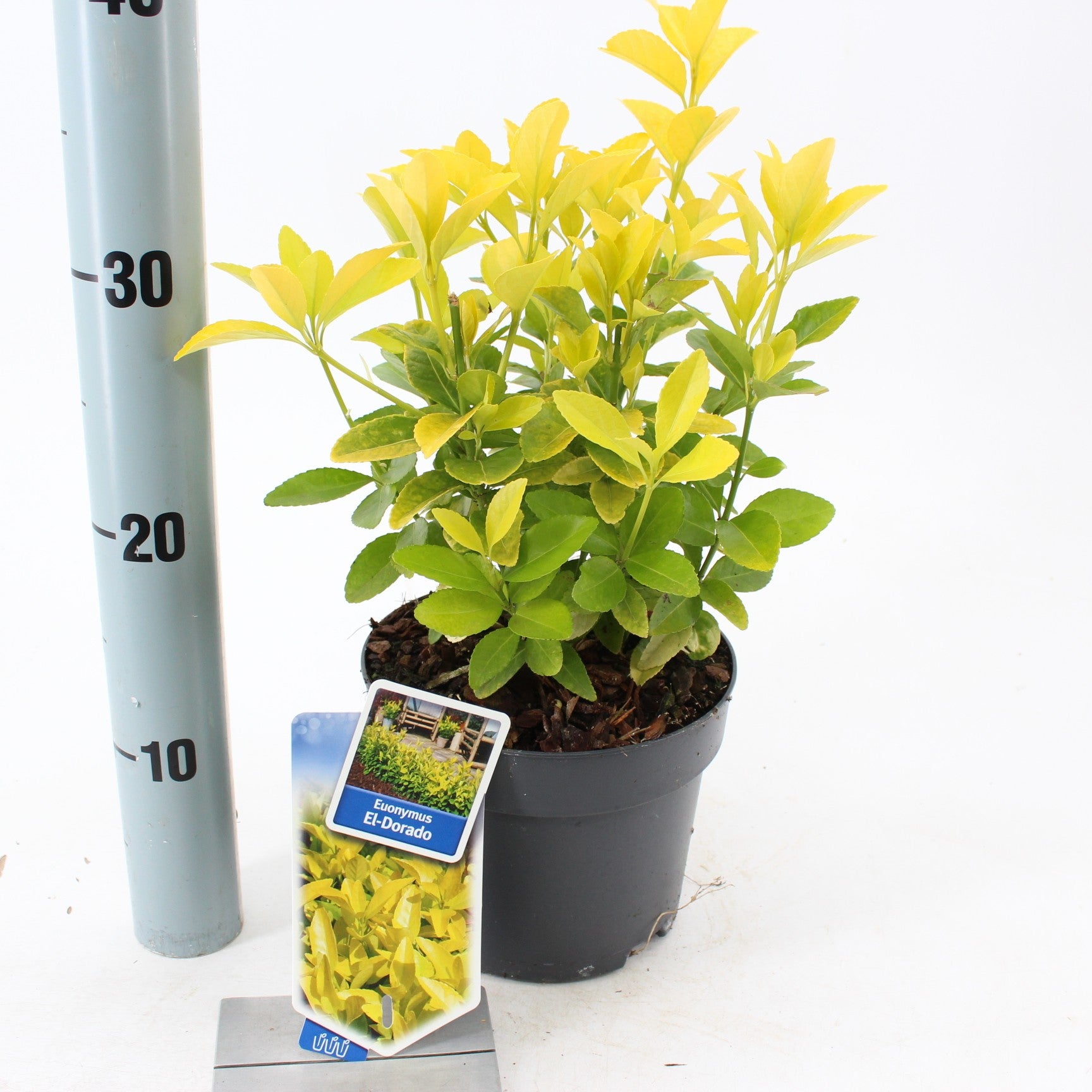 Euonymus Eldorado 20cm 17cm Pot