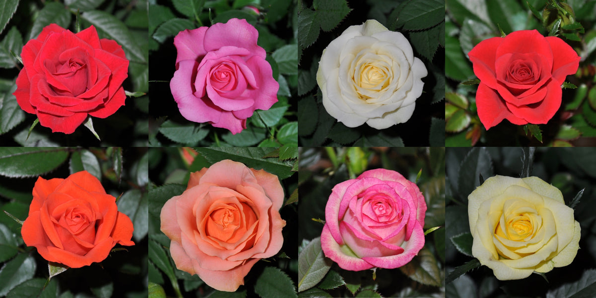 Rosa Kordana mix 25cm 10.5cm Pot