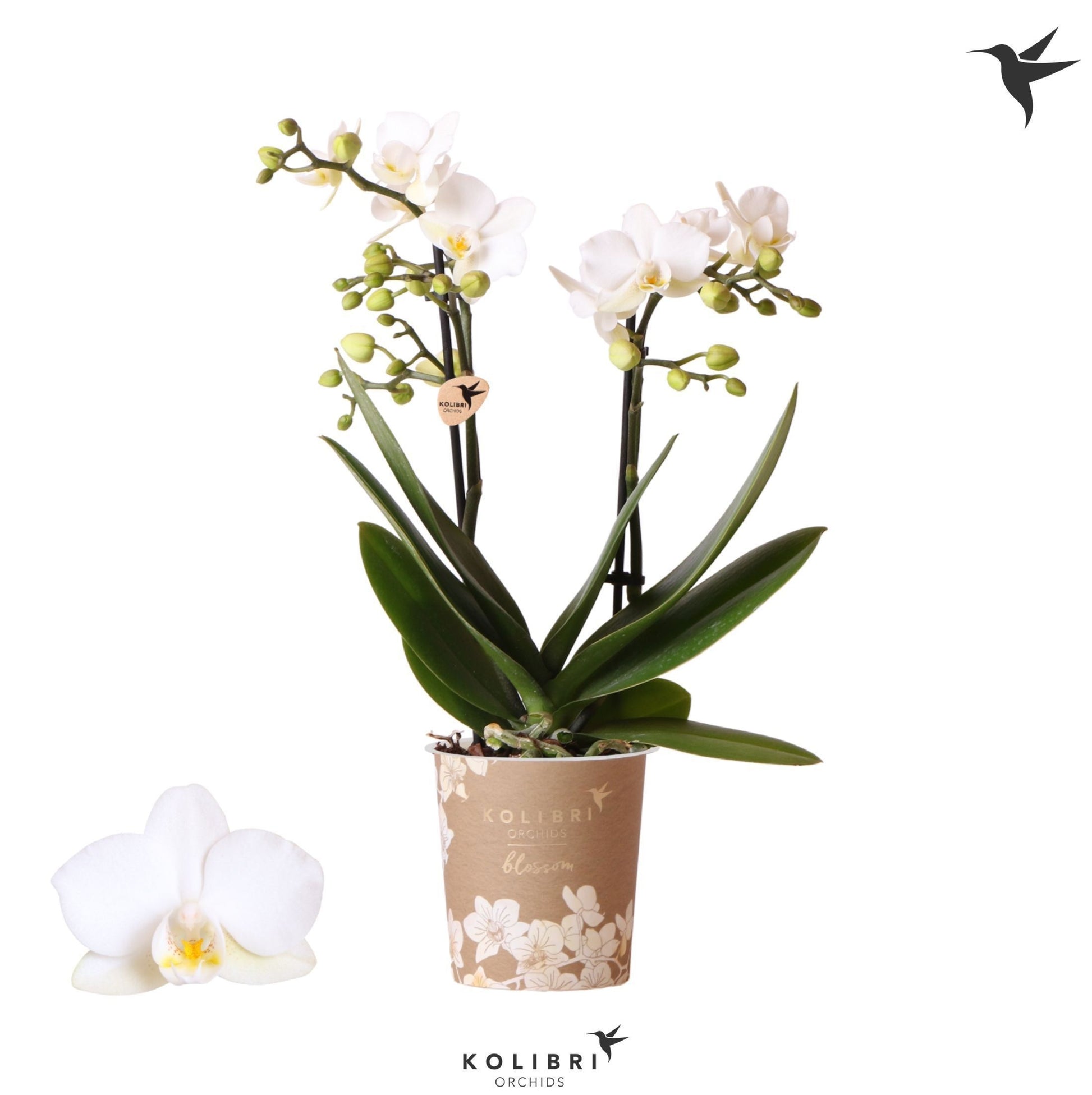 Phalaenopsis Zurich 35cm 9cm Pot