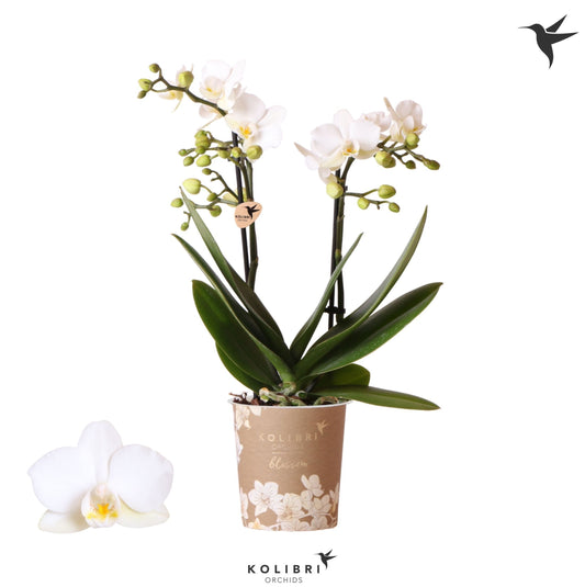 Phalaenopsis Zurich 35cm 9cm Pot