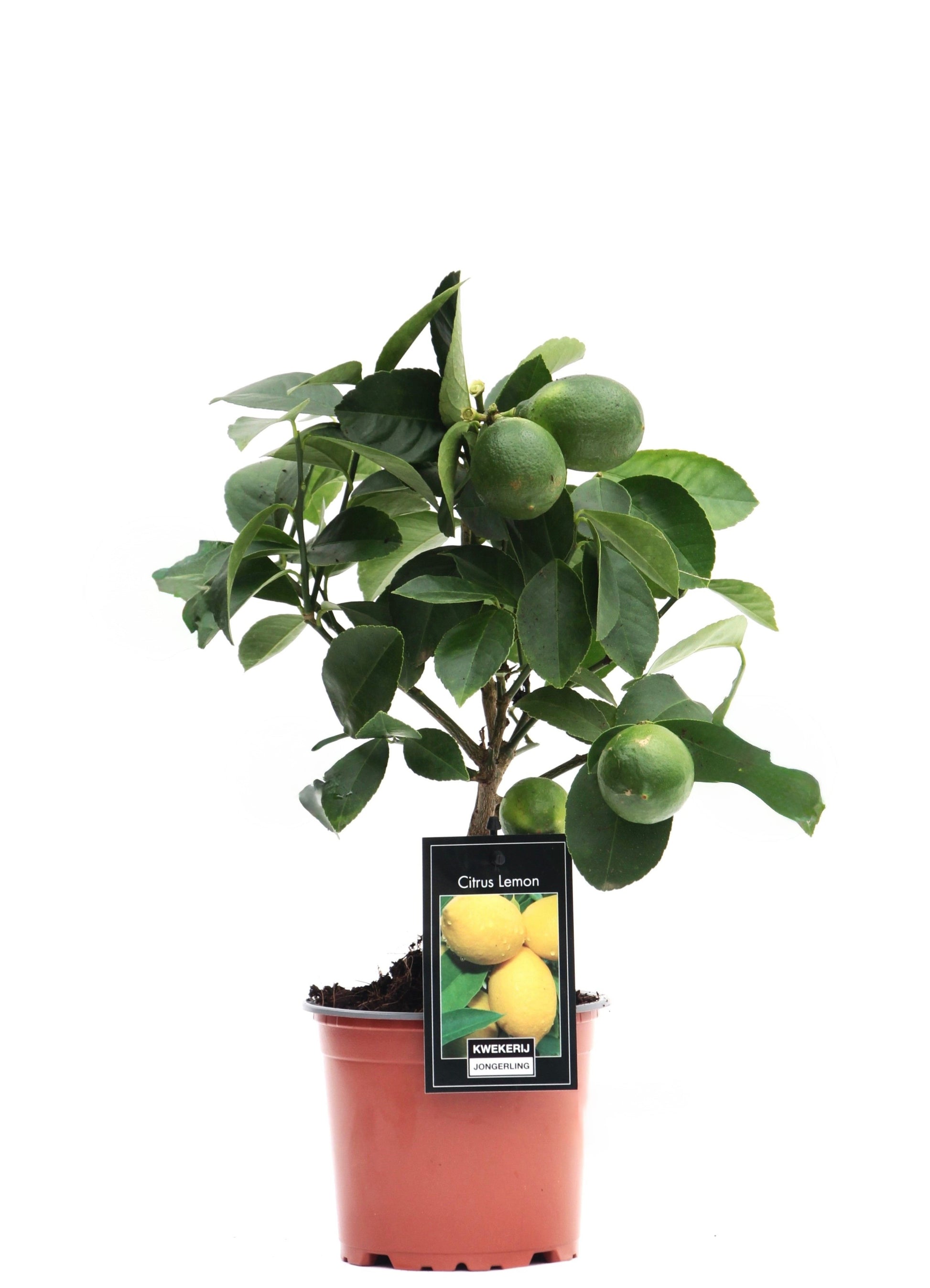 Jongerling, Kwekerij Citrus Lemon Pack of 9