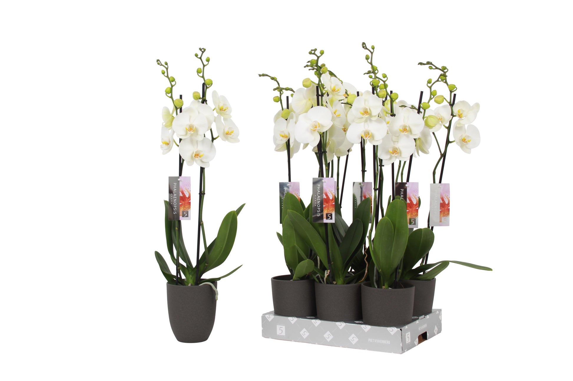 Phalaenopsis white (+ drp.ceramic) 60cm 12cm Pot