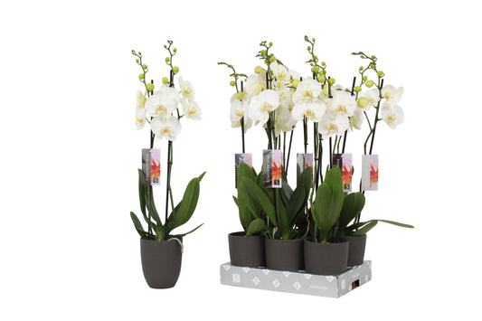 Phalaenopsis white (+ drp.ceramic) 60cm 12cm Pot