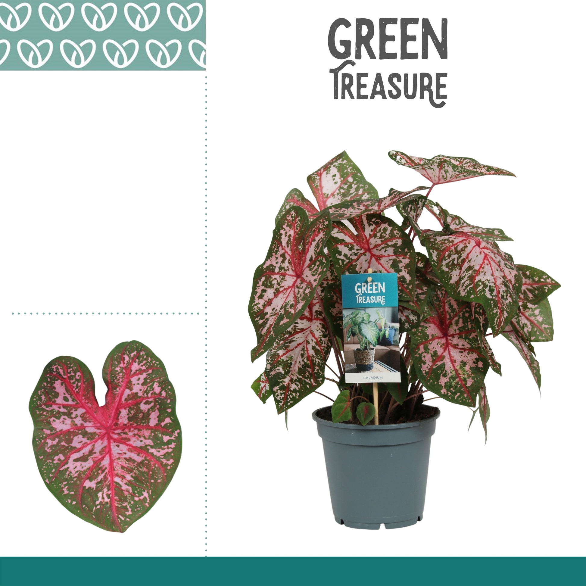 Caladium Carolyn Whorton 50cm 17cm Pot