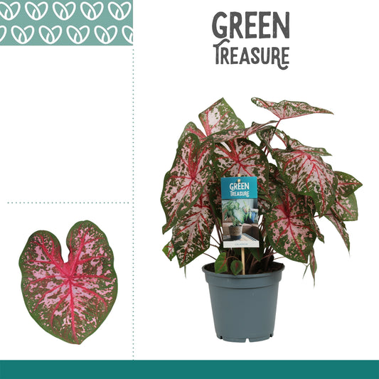 Caladium Carolyn Whorton 50cm 17cm Pot