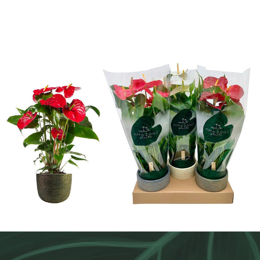 Anthurium mix (+ drp.ceramic) 70cm 17cm Pot