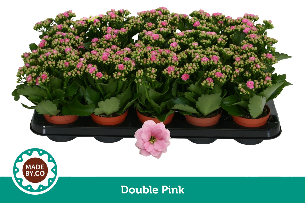 Kalanchoe Rosalina Don Nando 19cm 9cm Pot