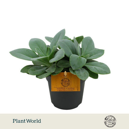 Senecio cephalophorus 15cm 10.5cm Pot