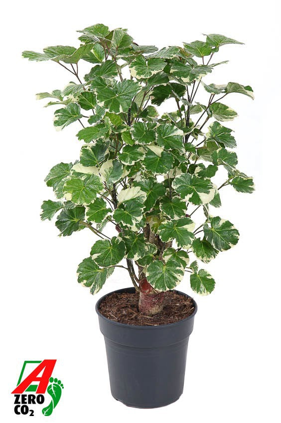 Polyscias scut. Balfourii 70cm 19cm Pot