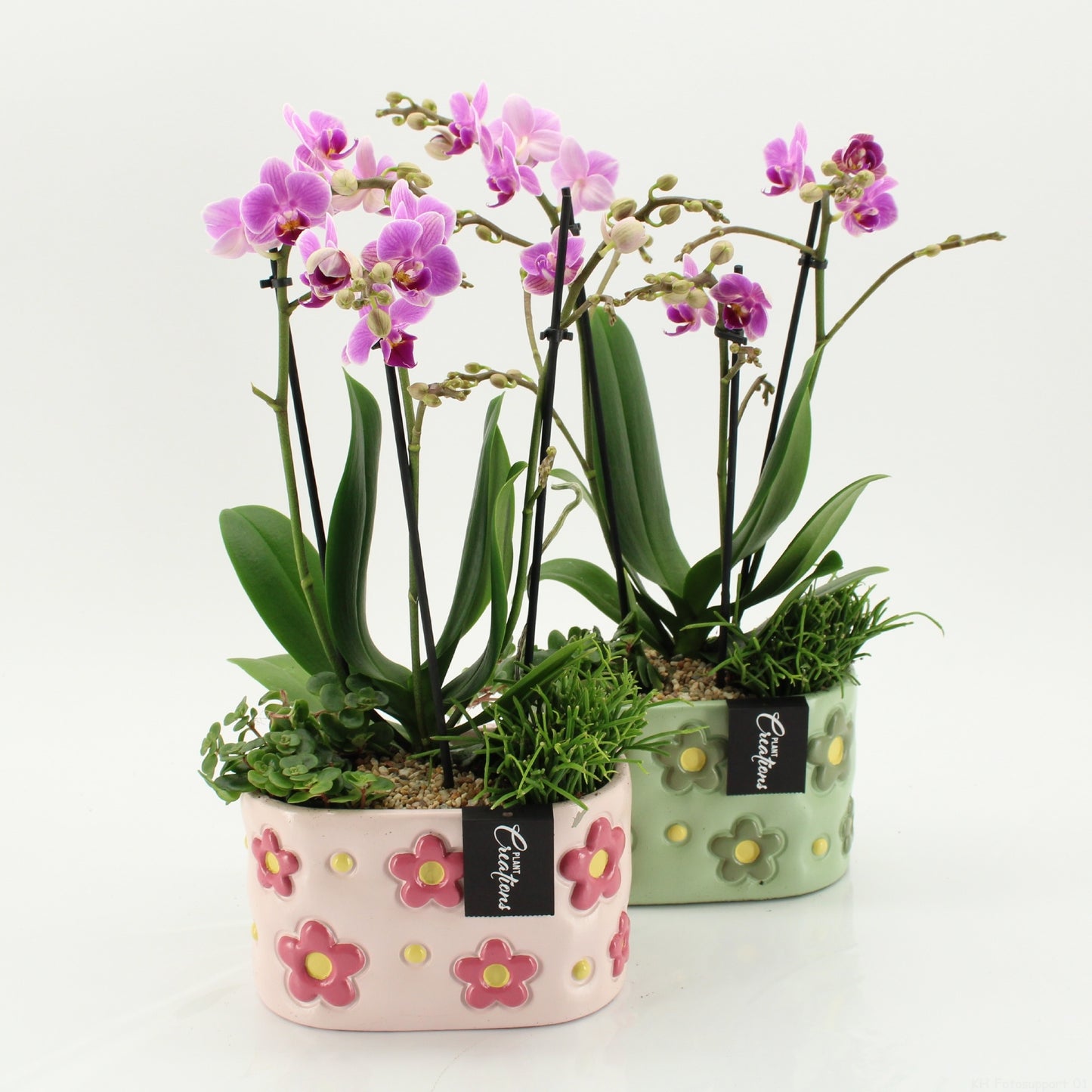 Phalaenopsis arrangement 45cm 18cm Pot