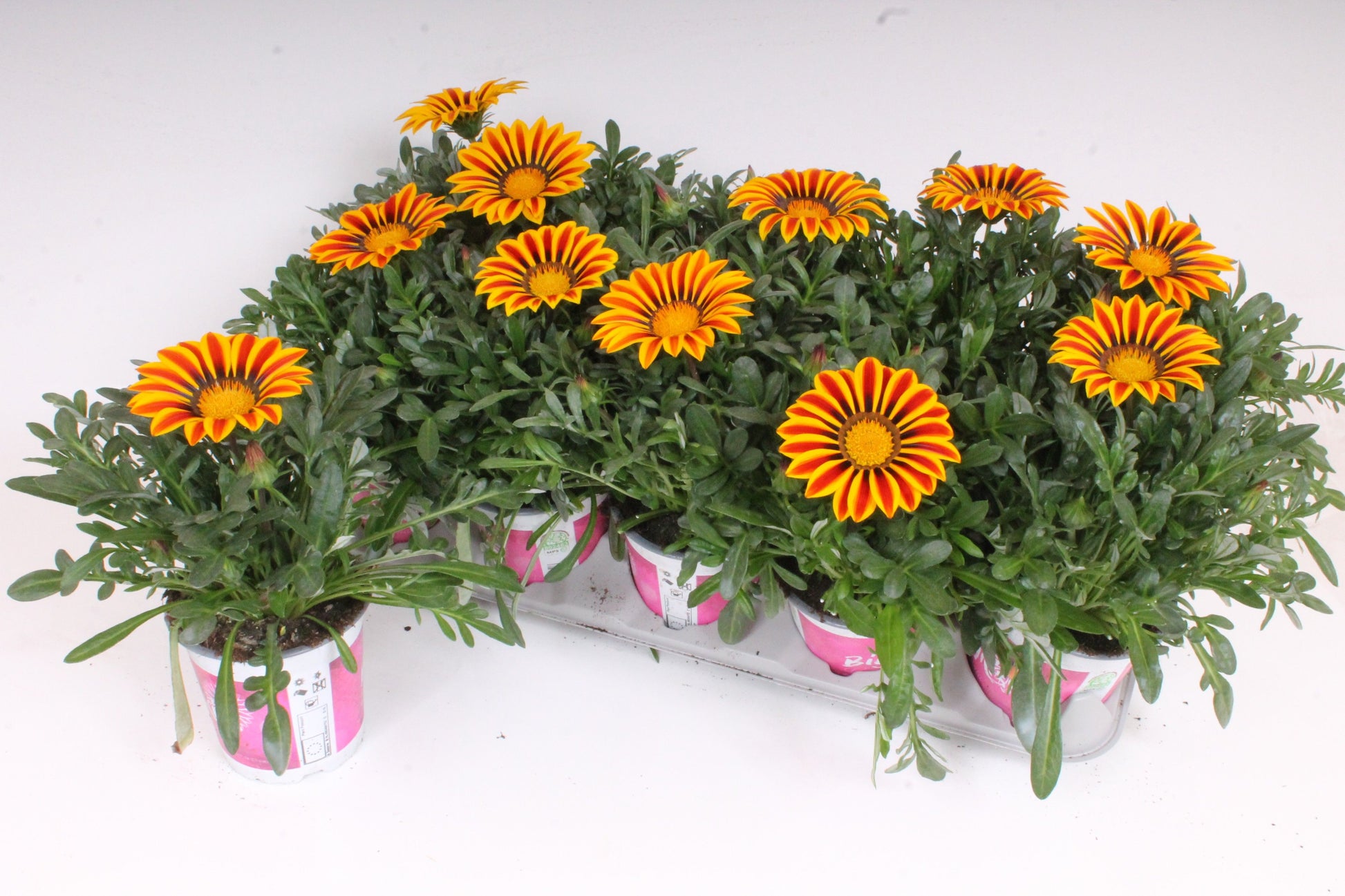 Gazania Big Kiss Yellow Flame 30cm 12cm Pot