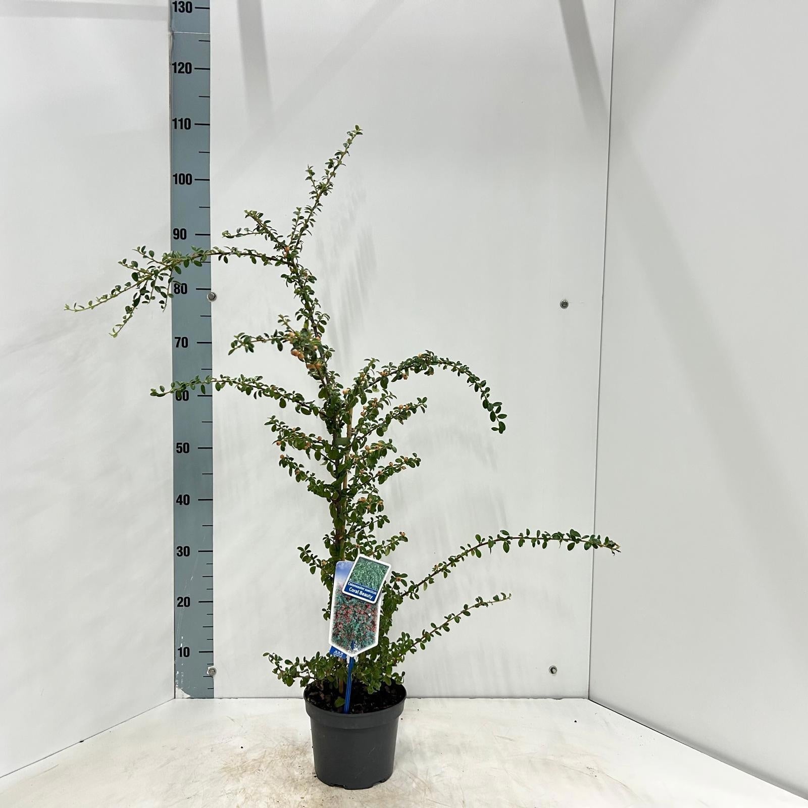 Cotoneaster sue. Coral Beauty 90cm 17cm Pot