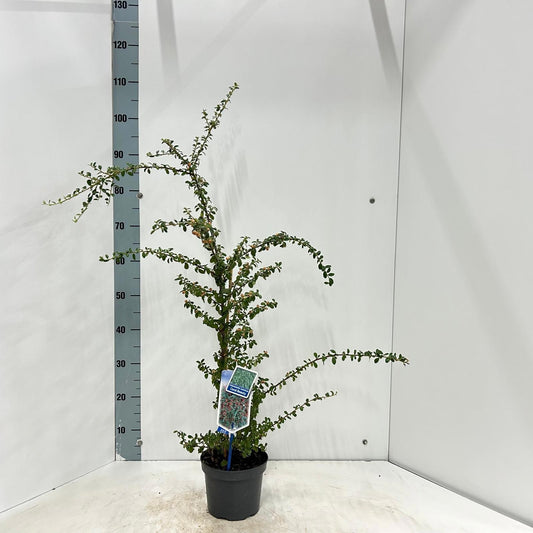 Cotoneaster sue. Coral Beauty 90cm 17cm Pot