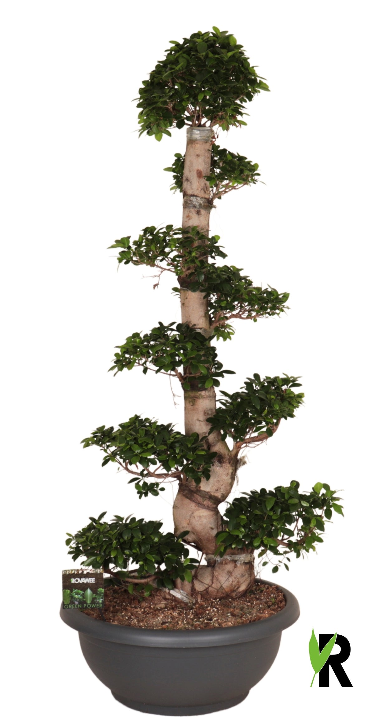 Ficus Ginseng 210cm 75cm Pot