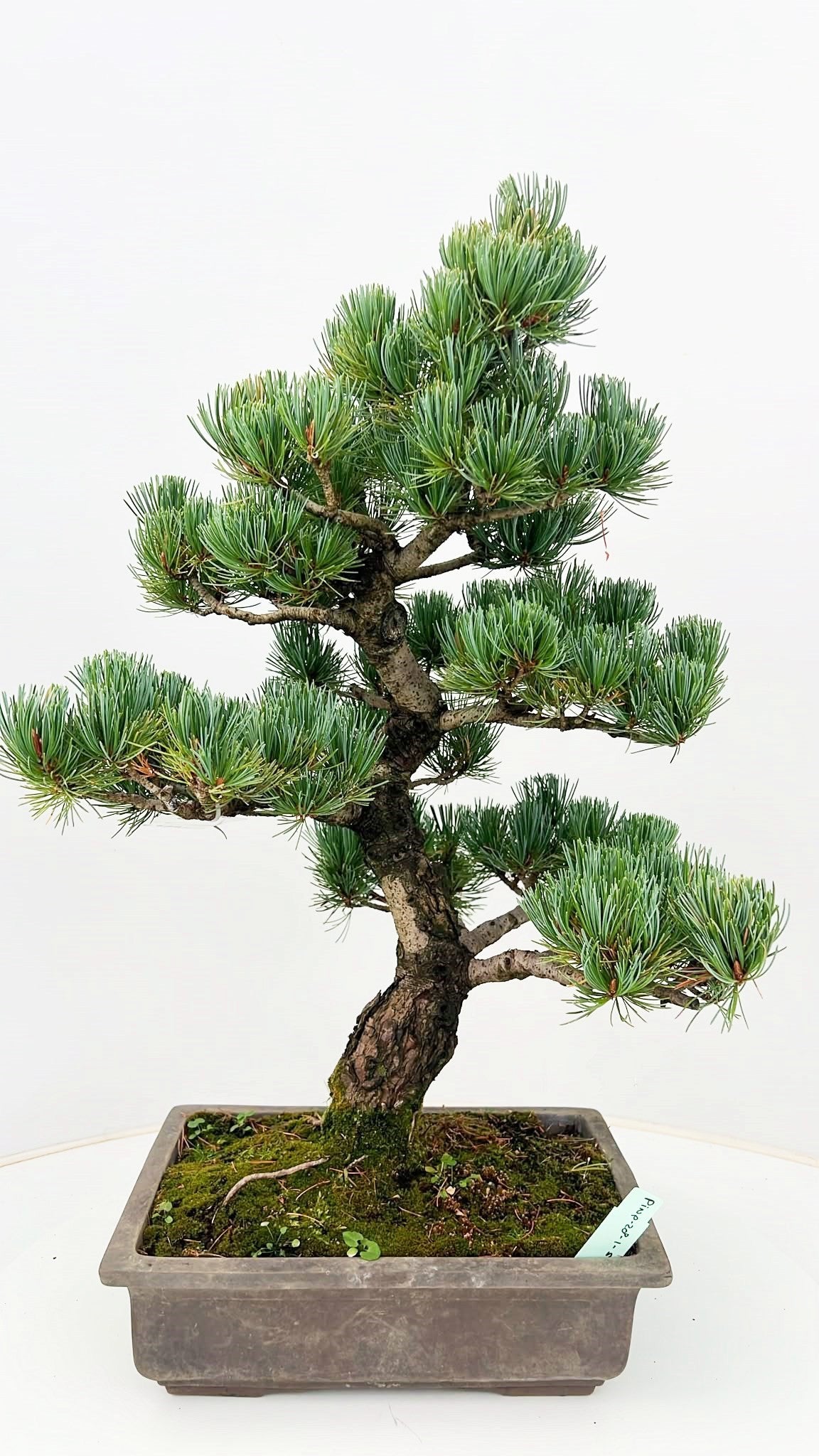 Pinus parviflora 60cm 28cm Pot