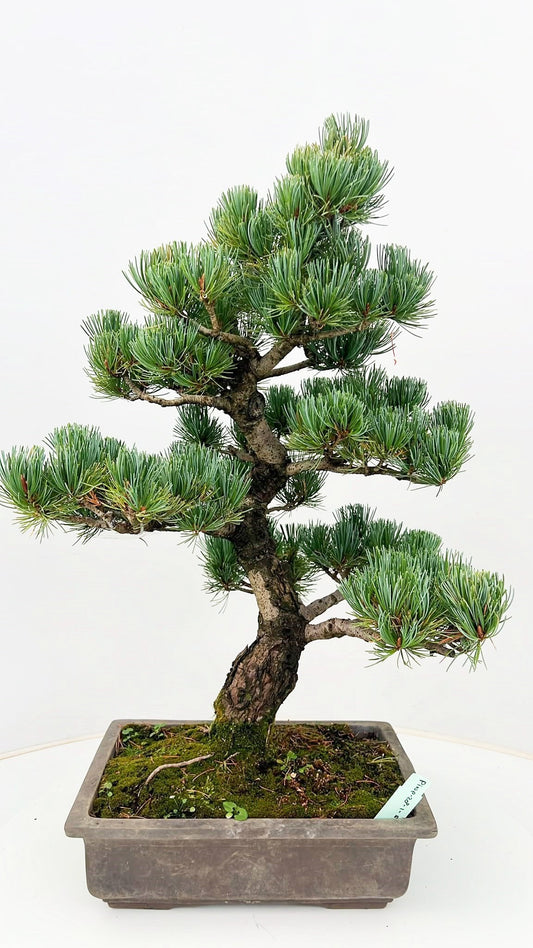 Pinus parviflora 60cm 28cm Pot