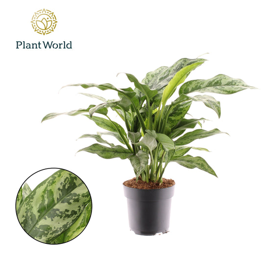 Aglaonema Romeo 50cm 17cm Pot