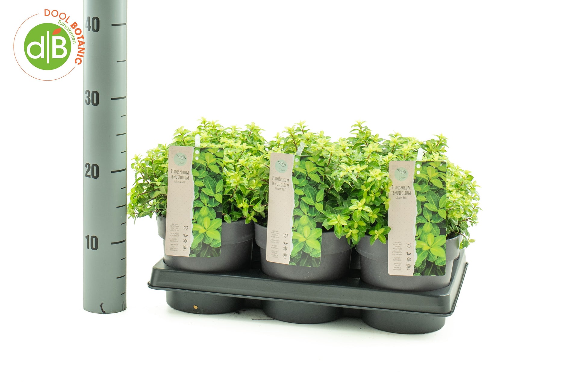 Pittosporum tenuifolium Gold Ball 20cm 15cm Pot