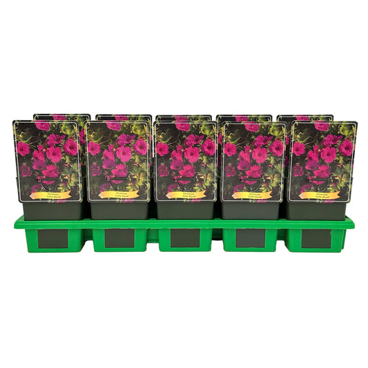 Geranium Azure Rush 25cm 11cm Pot