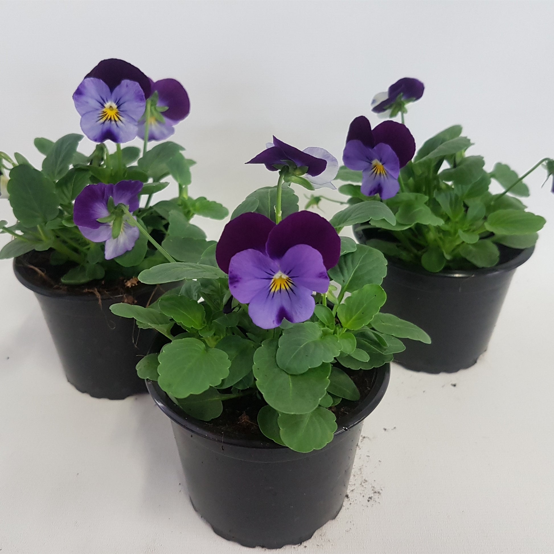 Viola Callisto Denim 15cm 9cm Pot