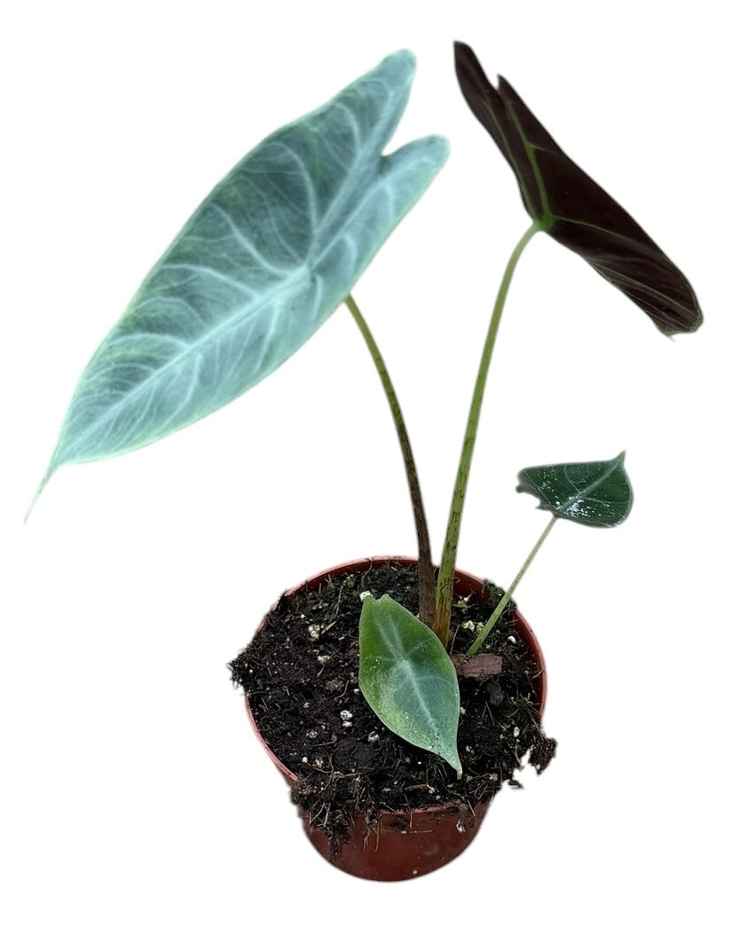Alocasia amazonica 12cm 8cm Pot
