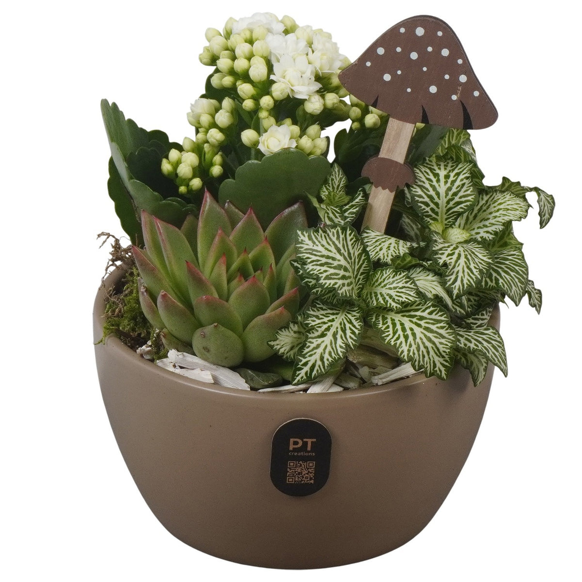 Indoor arrangement 18cm 14cm Pot