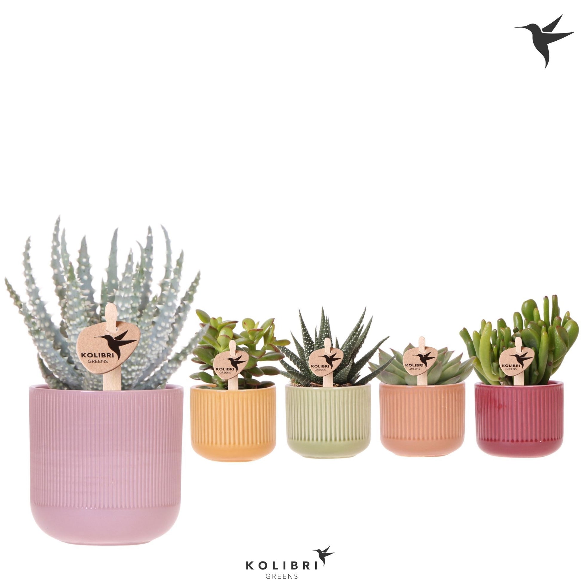Kolibri Greens Succulents mix 12cm 6cm Pot