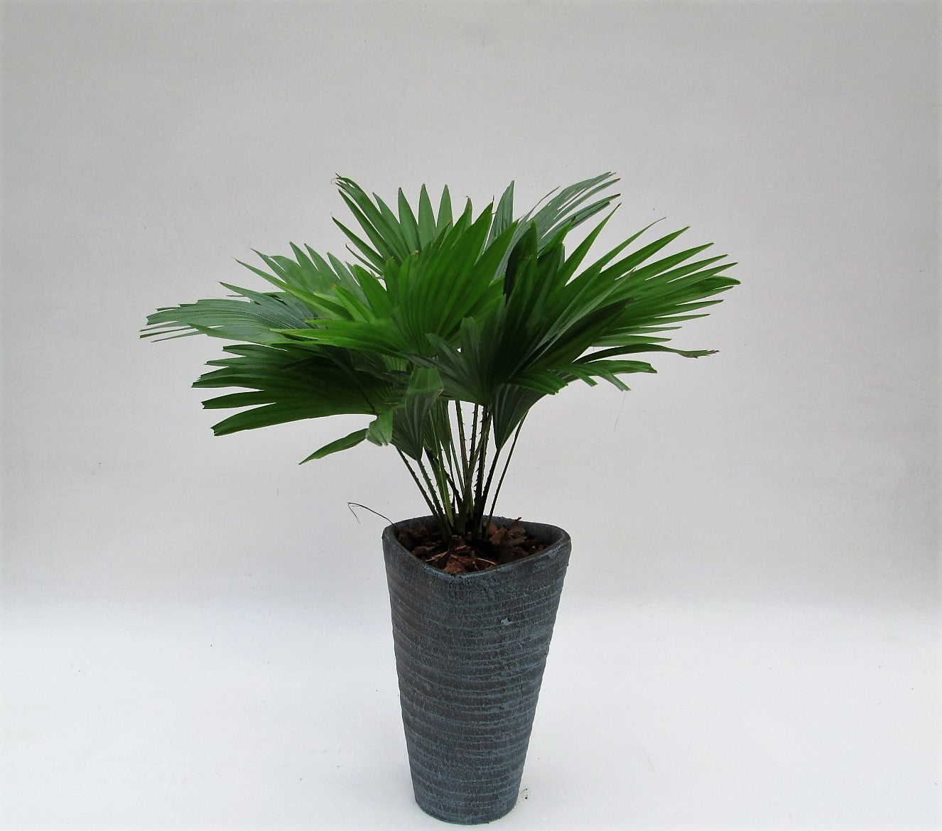 Livistona rotundifolia 45cm 16cm Pot