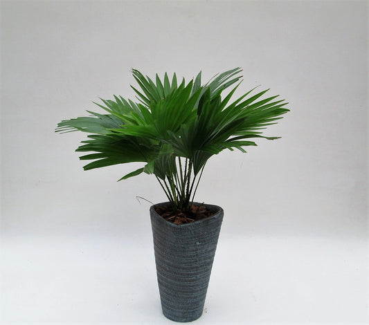 Livistona rotundifolia 45cm 16cm Pot