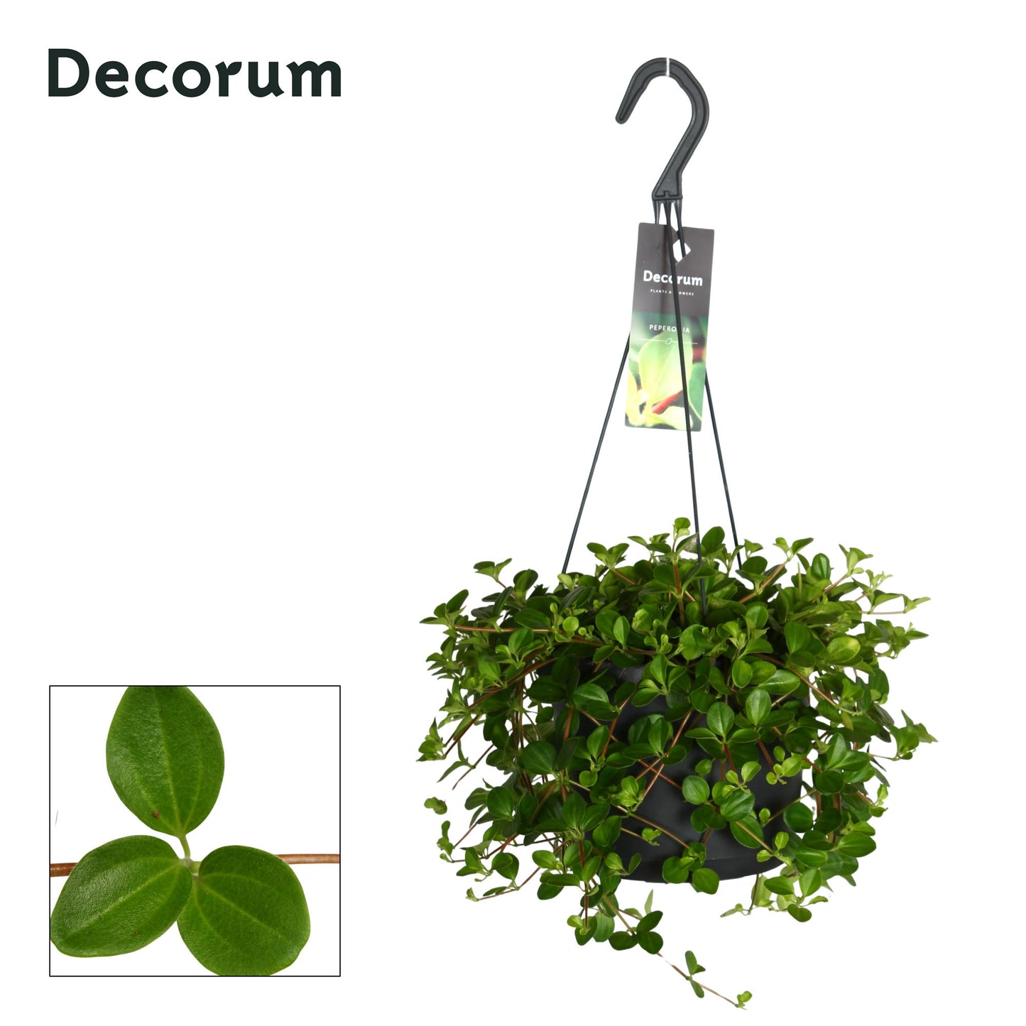 Peperomia rotundifolia 35cm 17cm Pot