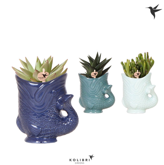 Succulent mix 16cm 6cm Pot