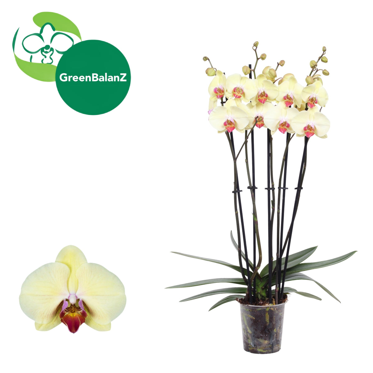 Phalaenopsis Desert Breeze 55cm 12cm Pot