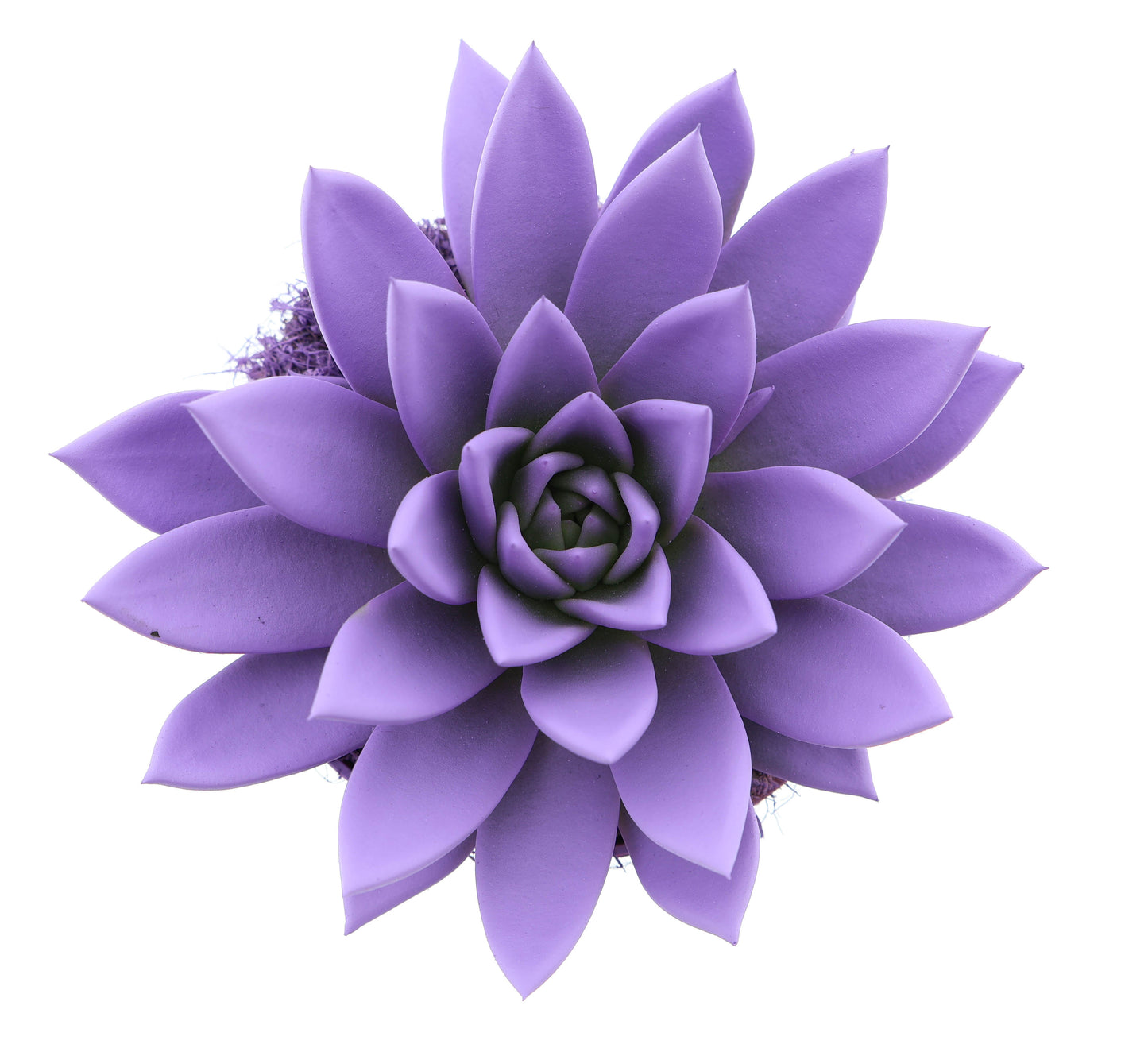 Euro Cactus Holland Bv Rainbow purple Pack of 6