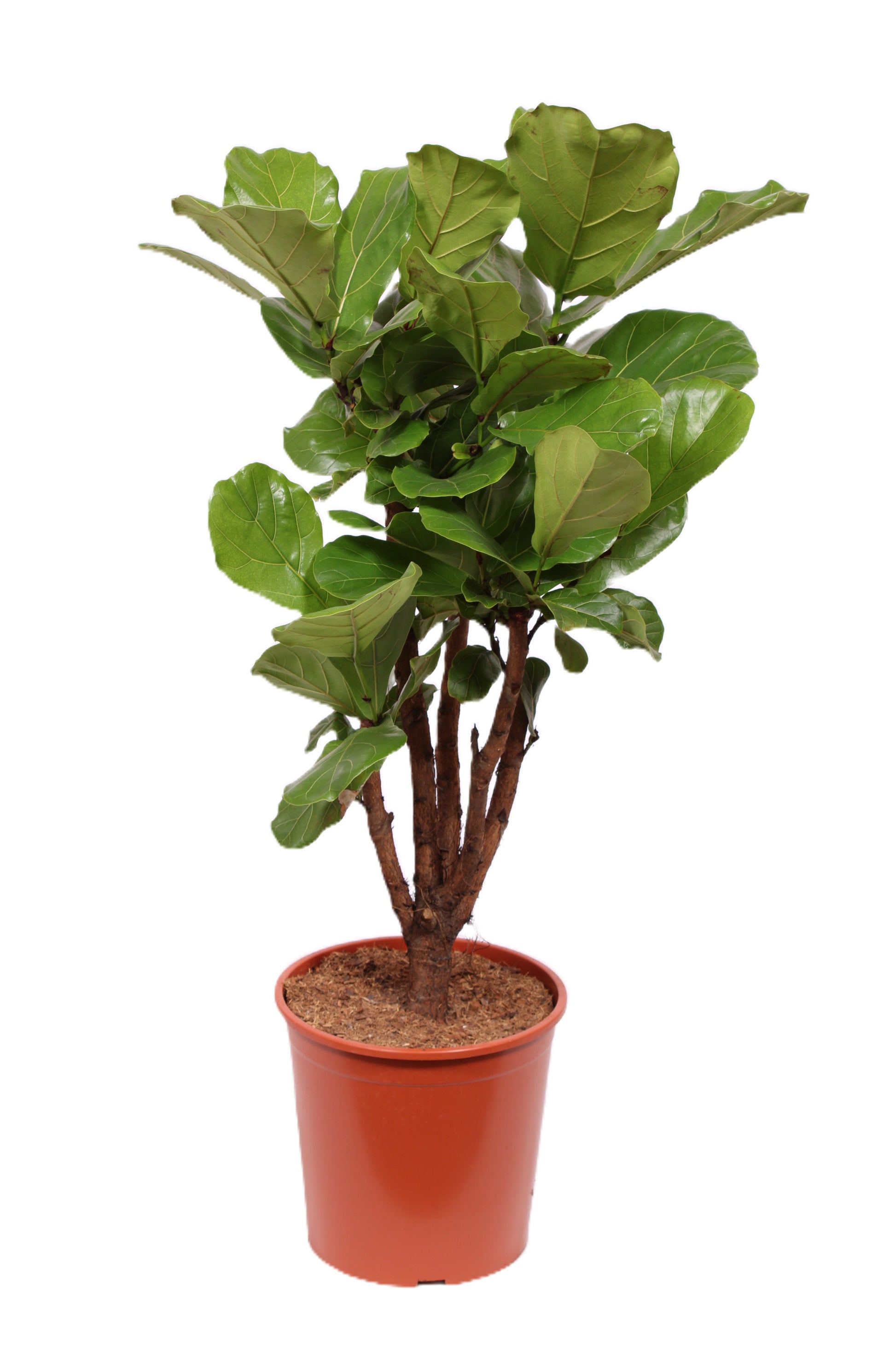 ficus-lyrata-130cm-27cm-pot