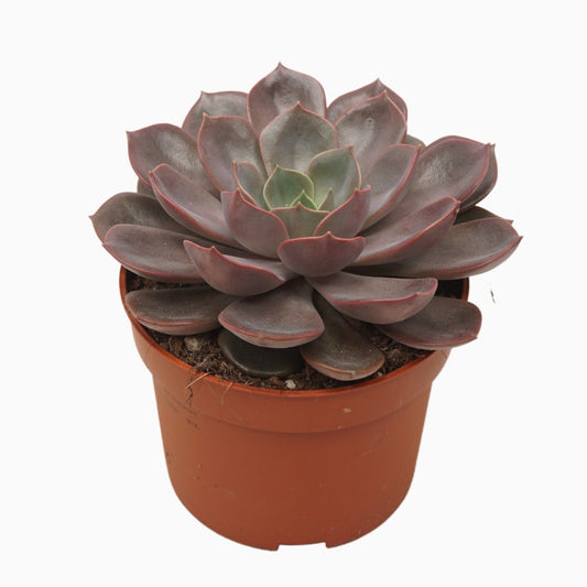 Echeveria Hybrid 14cm 10.5cm Pot