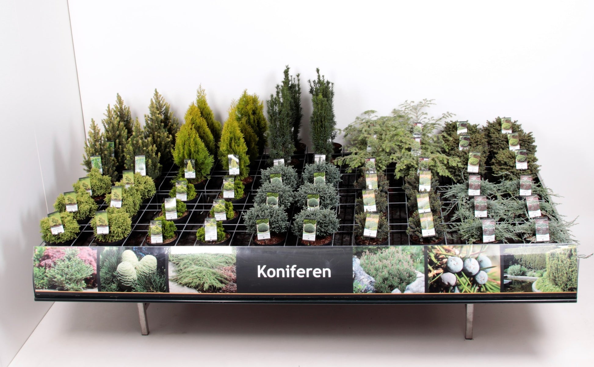 Conifer & shrub mix 45cm 19cm Pot