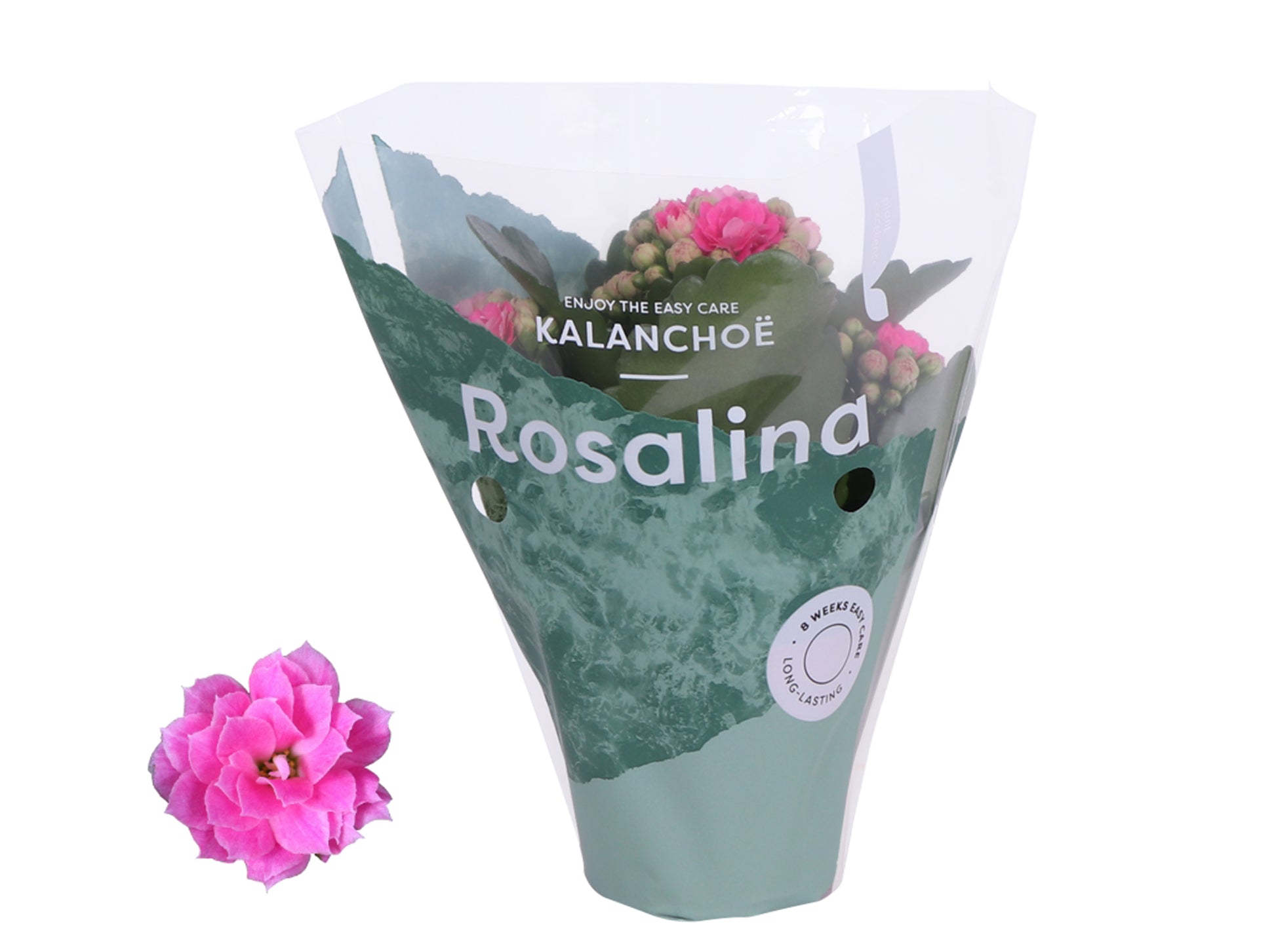 Kalanchoe Rosalina Don Nando 15cm 7cm Pot