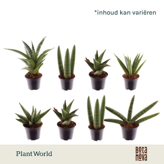 Sansevieria cylindrica 10cm 7cm Pot