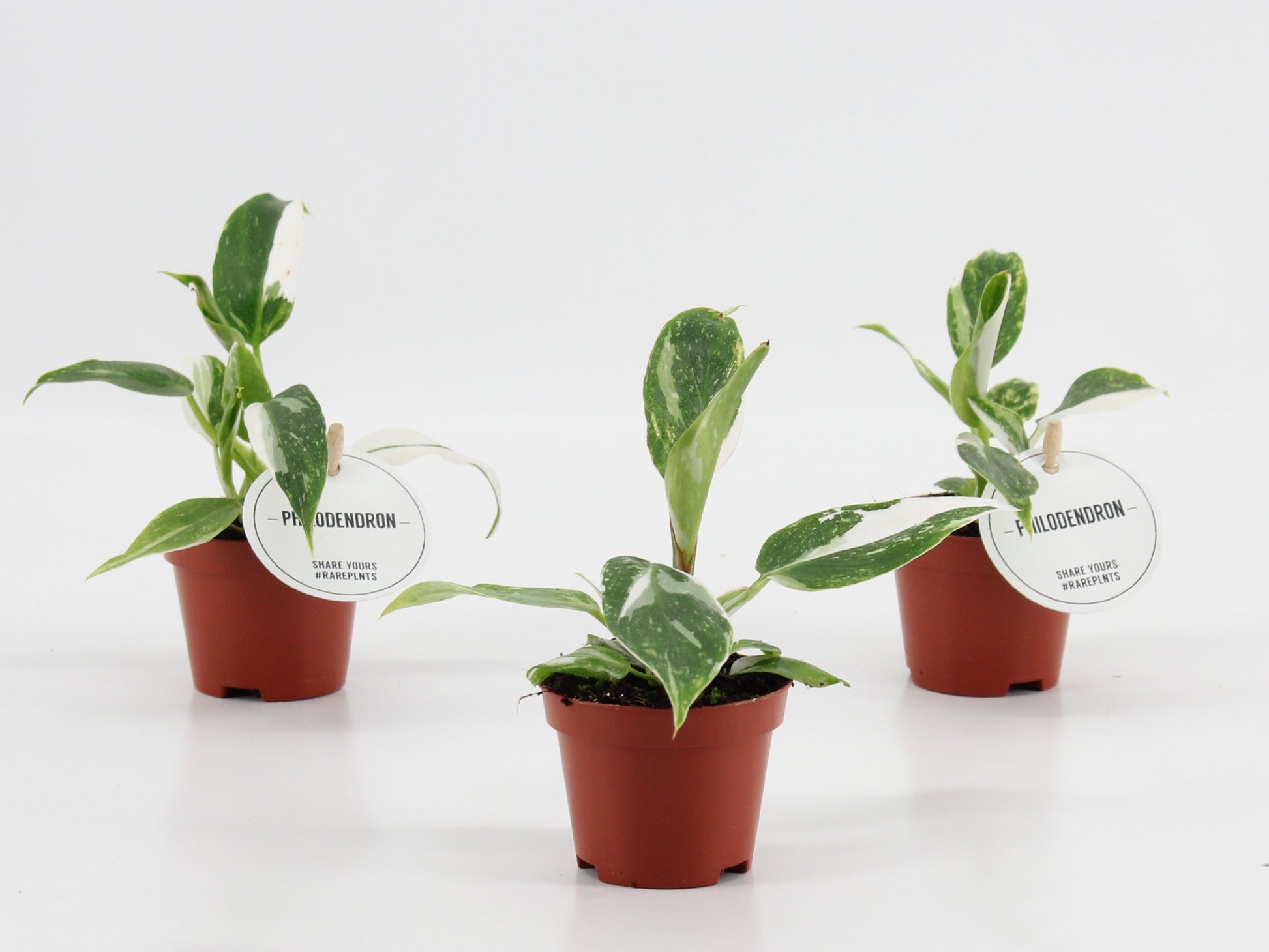 Philodendron scandens 15cm 6cm Pot