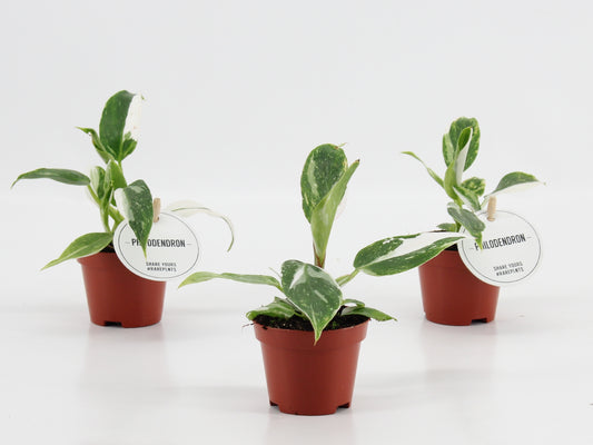 Philodendron scandens 15cm 6cm Pot