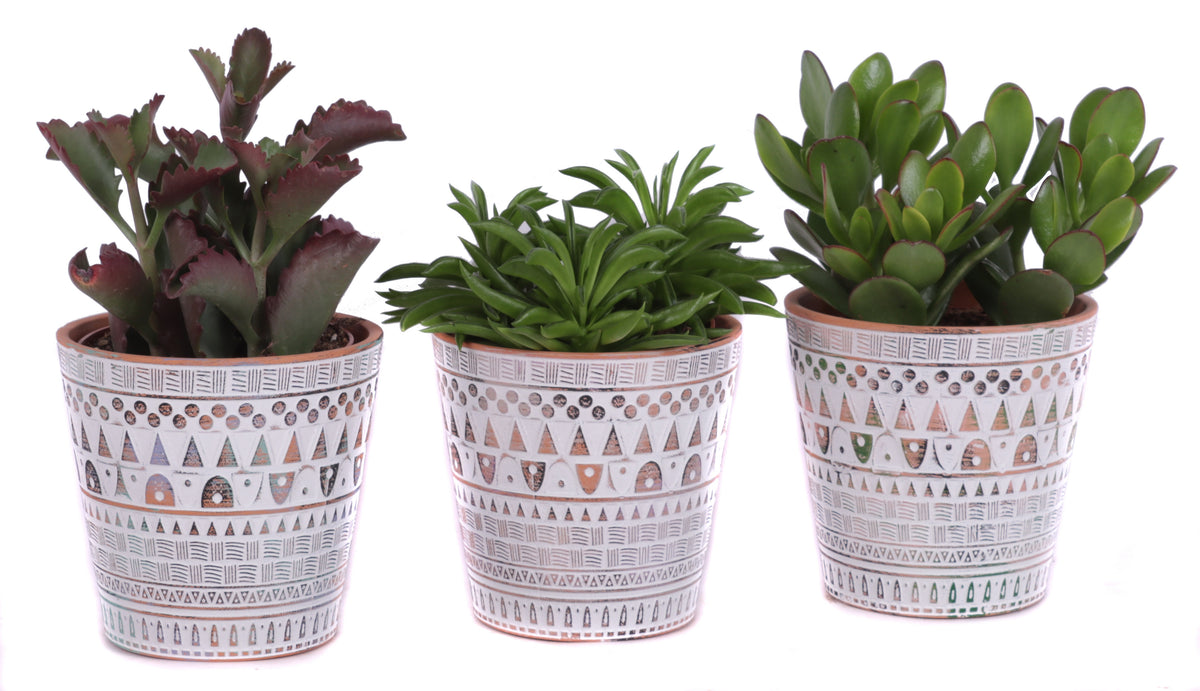 Succulent mix 30cm 14cm Pot