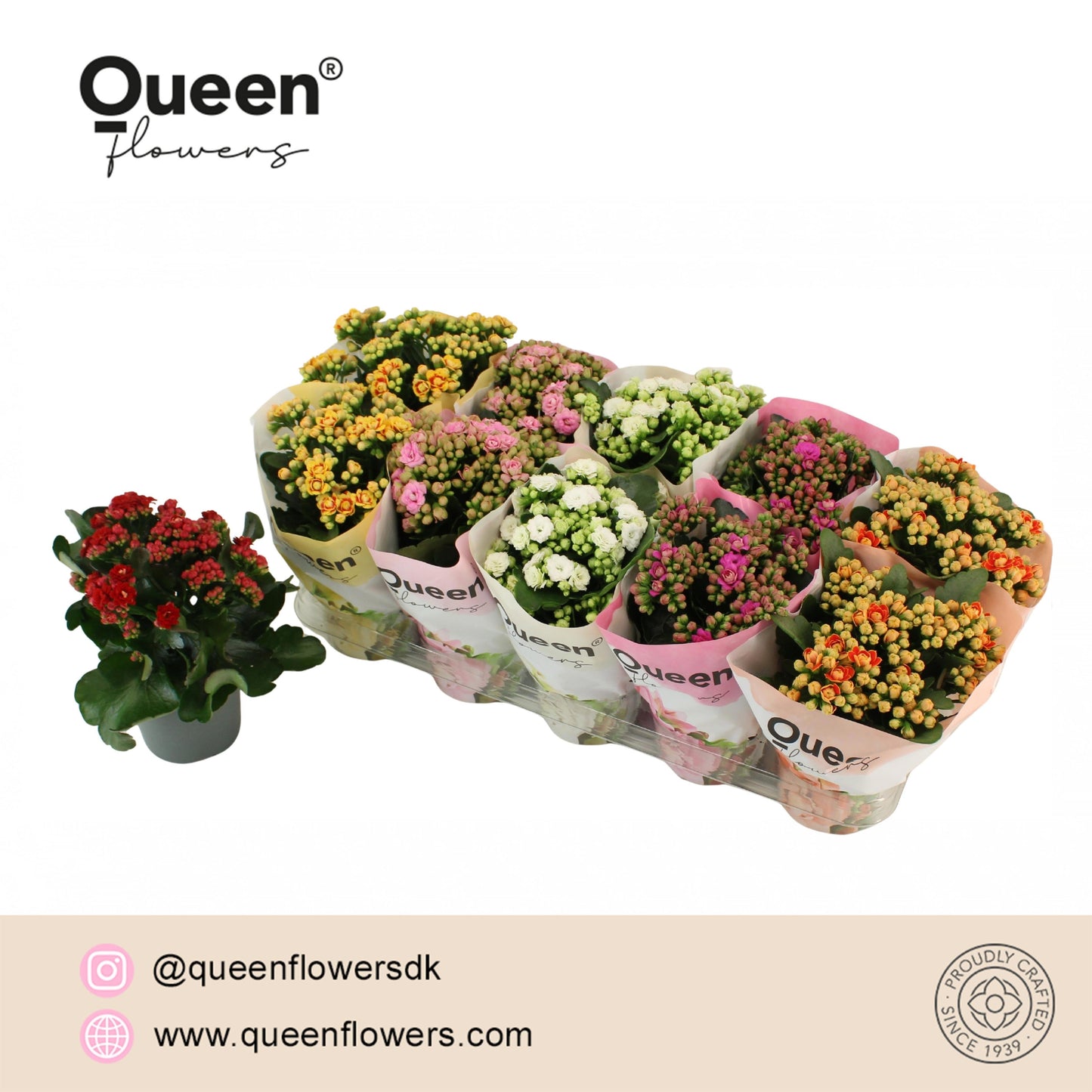 Pligt Professionals BV Kalanchoe double grandiflora mix Pack of 10
