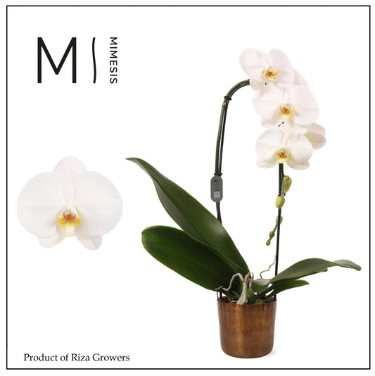 Riza Ter Laak Orchios Phalaenopsis Tokyo Pack of 6
