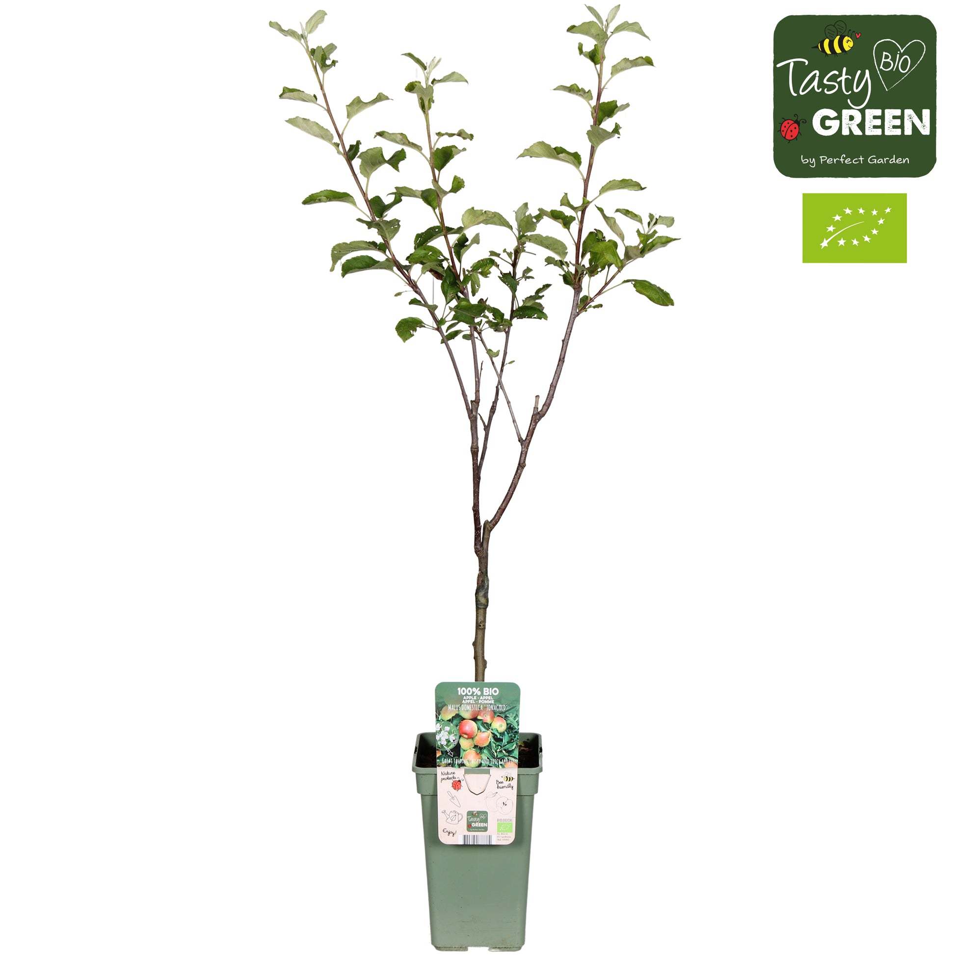 Malus domestica (Apple) espalier 60cm 19cm Pot