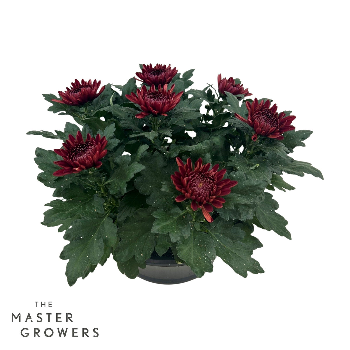 Chrysanthemum Cosmo Bordeaux 32cm 23cm Pot