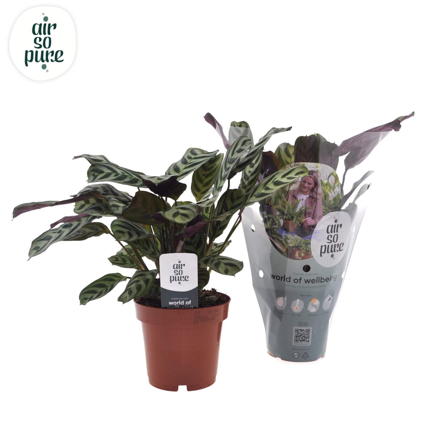 VDE plant BV Ctenanthe burle-marxii Pack of 8