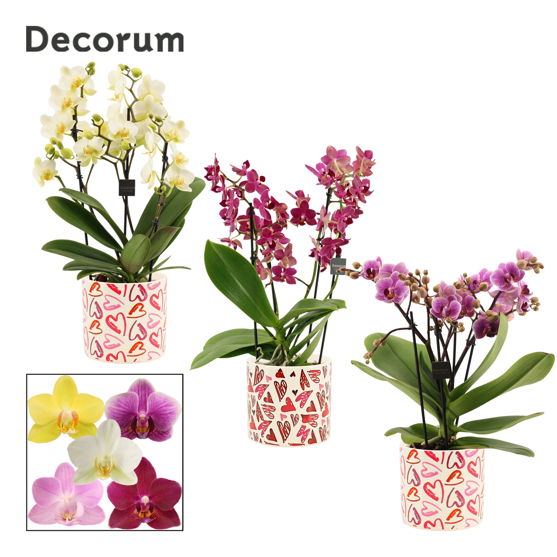 Phalaenopsis mix 35cm 12cm Pot