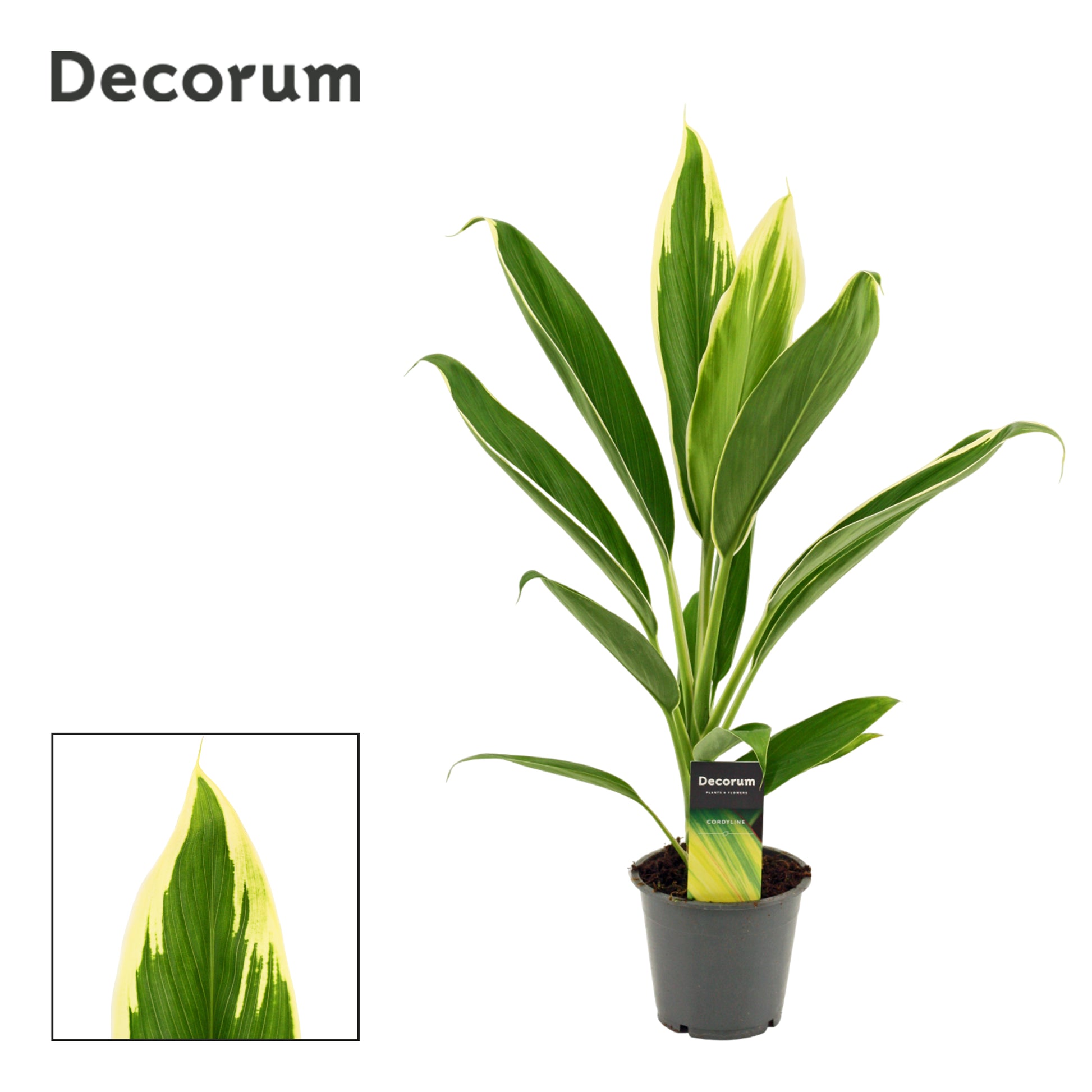 Cordyline frut. Conga 45cm 12cm Pot