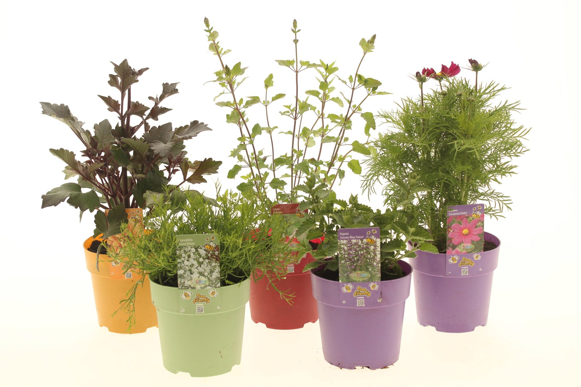 Perennials mix 20cm 15cm Pot